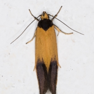 Merocroca automima at Melba, ACT - 19 Oct 2021 11:14 PM