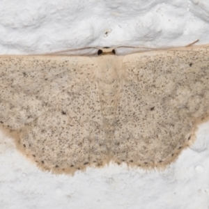 Scopula optivata at Melba, ACT - 19 Oct 2021