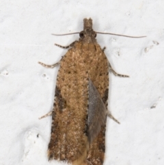 Tortricinae (subfamily) (A tortrix moth) at Melba, ACT - 19 Oct 2021 by kasiaaus