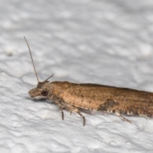 Tortricinae (subfamily) at Melba, ACT - 19 Oct 2021 11:05 PM