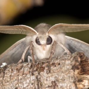 Arhodia lasiocamparia at Melba, ACT - 19 Oct 2021 11:10 PM