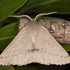 Arhodia lasiocamparia at Melba, ACT - 19 Oct 2021 11:10 PM