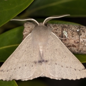 Arhodia lasiocamparia at Melba, ACT - 19 Oct 2021 11:10 PM