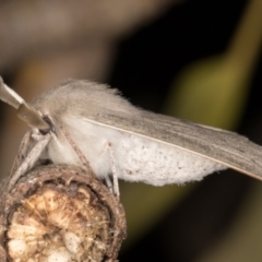 Arhodia lasiocamparia at Melba, ACT - 19 Oct 2021 11:10 PM