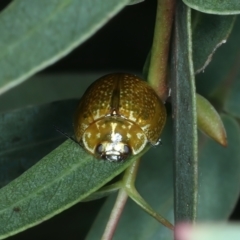 Paropsisterna cloelia (Eucalyptus variegated beetle) at Urila, NSW - 12 Dec 2021 by jb2602