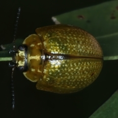 Paropsisterna cloelia at Urila, NSW - 12 Dec 2021