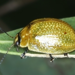 Paropsisterna cloelia at Urila, NSW - 12 Dec 2021