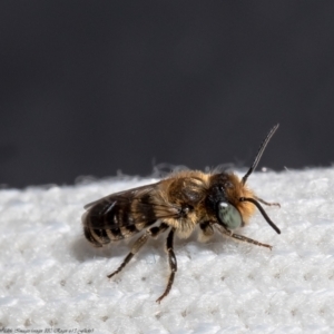 Megachile sp. (several subgenera) at Macgregor, ACT - suppressed