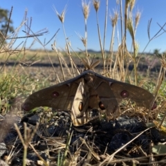 Opodiphthera eucalypti (Emperor Gum Moth) at Murrumbateman, NSW - 14 Dec 2021 by Curll
