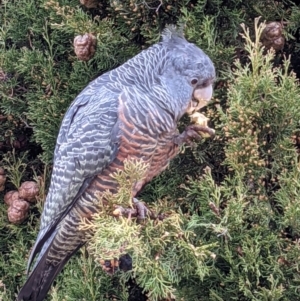 Callocephalon fimbriatum at Hughes, ACT - 30 Aug 2021