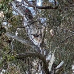 Callocephalon fimbriatum (Gang-gang Cockatoo) at Red Hill Nature Reserve - 14 Dec 2021 by AlexMurray