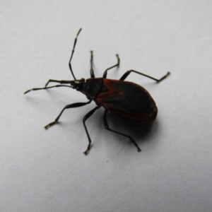 Dindymus circumcinctus at McKellar, ACT - 14 Dec 2021 04:53 PM