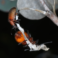Ecnolagria grandis (Honeybrown beetle) at Hackett, ACT - 11 Dec 2021 by jb2602