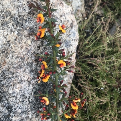 Daviesia ulicifolia (Gorse Bitter-pea) at Namadgi National Park - 4 Dec 2021 by BrianH