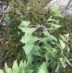 Veronica perfoliata (Digger's Speedwell) at Namadgi National Park - 4 Dec 2021 by BrianH