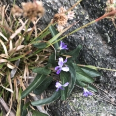Viola betonicifolia subsp. betonicifolia (Arrow-Leaved Violet) at Namadgi National Park - 4 Dec 2021 by BrianH