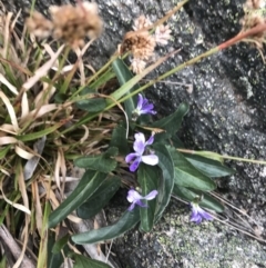 Viola betonicifolia subsp. betonicifolia (Arrow-Leaved Violet) at Rendezvous Creek, ACT - 4 Dec 2021 by BrianH