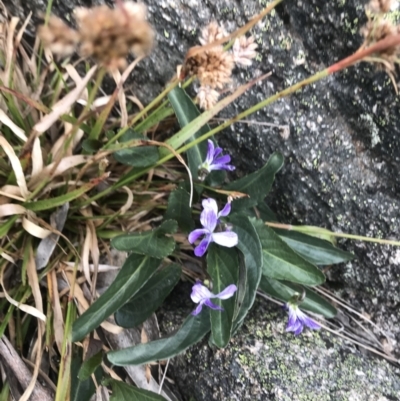 Viola betonicifolia subsp. betonicifolia (Arrow-Leaved Violet) at Namadgi National Park - 4 Dec 2021 by BrianH