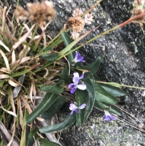 Viola betonicifolia subsp. betonicifolia at Rendezvous Creek, ACT - 4 Dec 2021