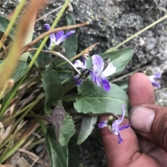 Viola betonicifolia subsp. betonicifolia at Rendezvous Creek, ACT - 4 Dec 2021 06:05 PM