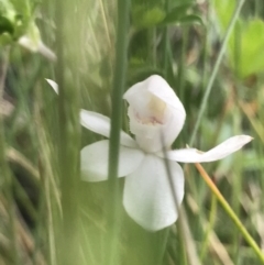 Caladenia alpina (Mountain Caps) at Namadgi National Park - 4 Dec 2021 by BrianH