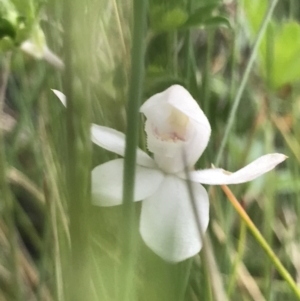 Caladenia alpina at Rendezvous Creek, ACT - suppressed