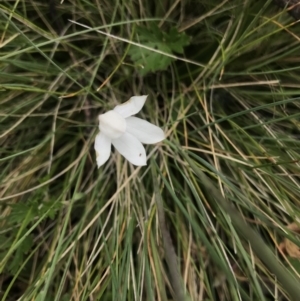 Caladenia alpina at Rendezvous Creek, ACT - suppressed