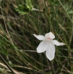 Caladenia alpina at Rendezvous Creek, ACT - suppressed