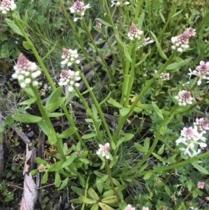 Stackhousia monogyna at Rendezvous Creek, ACT - 4 Dec 2021 06:11 PM