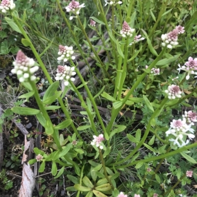 Stackhousia monogyna (Creamy Candles) at Namadgi National Park - 4 Dec 2021 by BrianH