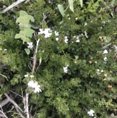 Westringia lucida (Shining Westringia) at Namadgi National Park - 4 Dec 2021 by BrianH