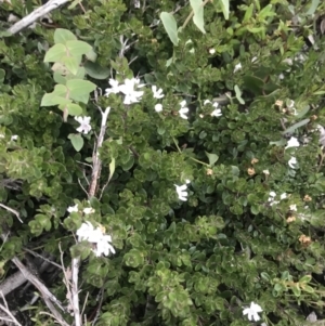 Westringia lucida at Rendezvous Creek, ACT - 4 Dec 2021