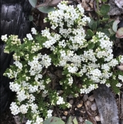 Asperula sp. (A Woodruff) at Namadgi National Park - 4 Dec 2021 by BrianH