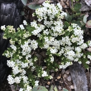 Asperula sp. at Rendezvous Creek, ACT - 4 Dec 2021