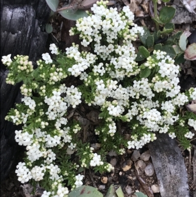 Asperula sp. (A Woodruff) at Rendezvous Creek, ACT - 4 Dec 2021 by BrianH