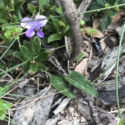 Viola betonicifolia (Mountain Violet) at Rendezvous Creek, ACT - 4 Dec 2021 by BrianH