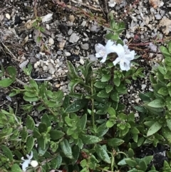 Westringia lucida (Shining Westringia) at Rendezvous Creek, ACT - 4 Dec 2021 by BrianH