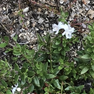 Westringia lucida at Rendezvous Creek, ACT - 4 Dec 2021