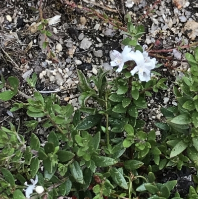 Westringia lucida (Shining Westringia) at Namadgi National Park - 4 Dec 2021 by BrianH