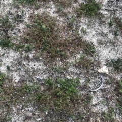 Westringia lucida at Rendezvous Creek, ACT - 4 Dec 2021