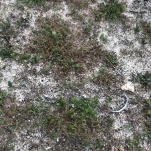 Westringia lucida at Rendezvous Creek, ACT - 4 Dec 2021