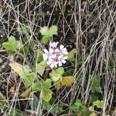 Pelargonium australe (Austral Stork's-bill) at Namadgi National Park - 4 Dec 2021 by BrianH