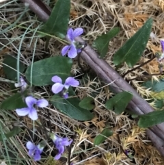 Viola betonicifolia (Mountain Violet) at Yaouk, NSW - 5 Dec 2021 by BrianH