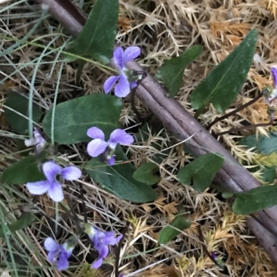 Viola betonicifolia (Mountain Violet) at Scabby Range Nature Reserve - 4 Dec 2021 by BrianH