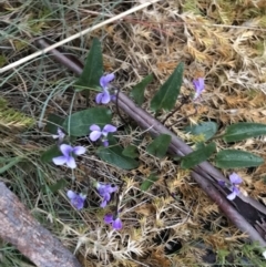 Viola betonicifolia at Yaouk, NSW - 5 Dec 2021