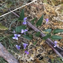 Viola betonicifolia at Yaouk, NSW - 5 Dec 2021 05:36 AM