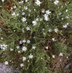 Stellaria pungens (Prickly Starwort) at Yaouk, NSW - 5 Dec 2021 by BrianH