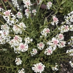 Stackhousia monogyna (Creamy Candles) at Namadgi National Park - 4 Dec 2021 by BrianH