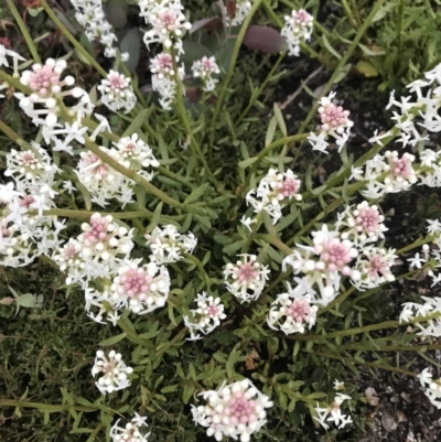 Stackhousia monogyna (Creamy Candles) at Rendezvous Creek, ACT - 5 Dec 2021 by BrianH