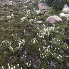 Stackhousia monogyna at Rendezvous Creek, ACT - 5 Dec 2021